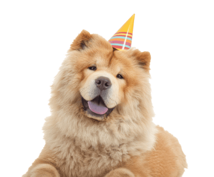 Happy dog wearing a party hat for a birthday celebration event png