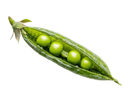 Fresh green peas in a pod ready for cooking and eating png
