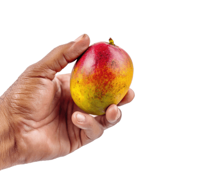 Holding a ripe mango in hand for healthy snack ideas png