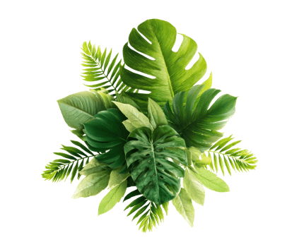 Lush green tropical leaves collection for decorating spaces png