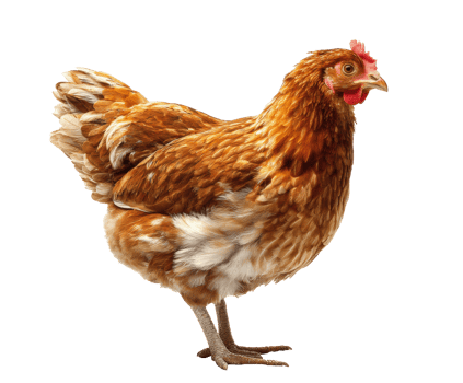 Brown hen standing proudly in a farmyard setting png