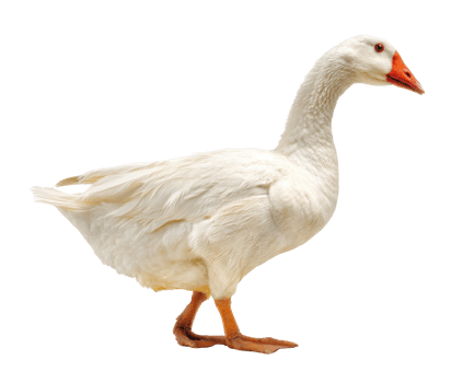 White goose walking gracefully in natural habitat png