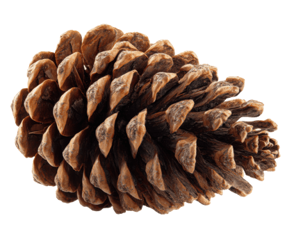 Natural pine cone detail for creative design or educational use png