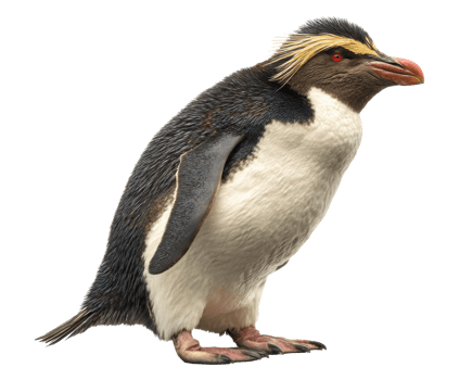 Unique penguin with striking yellow crest on display png