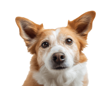 Friendly dog looking curiously at the camera with alert ears png