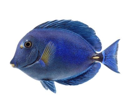 Colorful blue tropical fish swims gracefully in clear water png