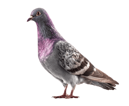 Colorful pigeon displaying vibrant plumage in a natural pose png