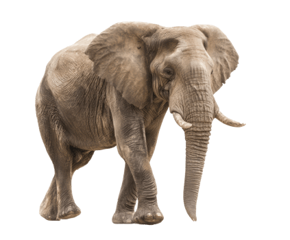 Elephants walking in natural habitat during daylight exploration png