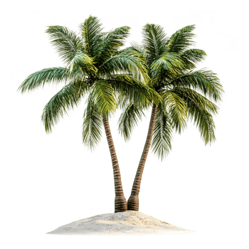 Two Tropical Palm Trees on a Sandy Island png