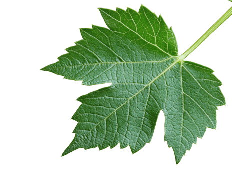 Detailed green leaf macro shot for nature and botanical designs png