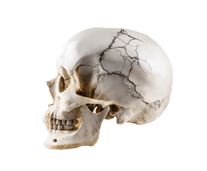 Realistic human skull for educational purposes and anatomical study png