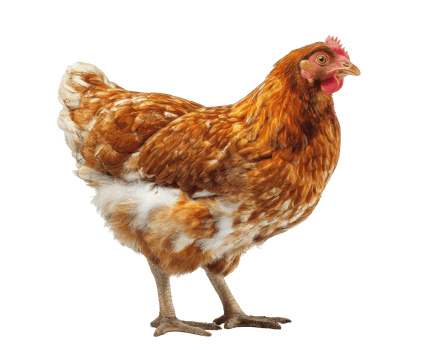 Brown hen standing proudly in a natural pose on farm png