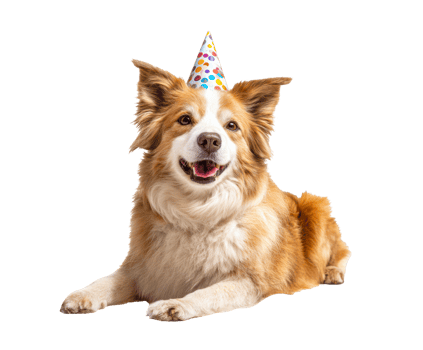 Happy dog wearing a party hat celebrating birthday joy png