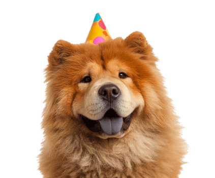 Happy dog celebration with party hat for joyful moments png