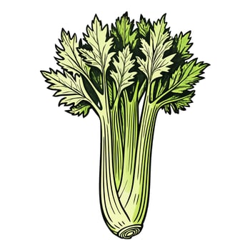 Fresh celery stalk illustration with green leaves on white background vector