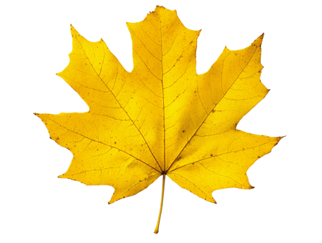 Bright yellow maple leaf symbolizing autumn and seasonal change png