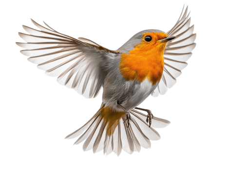 Colorful bird in mid-flight against a white background png