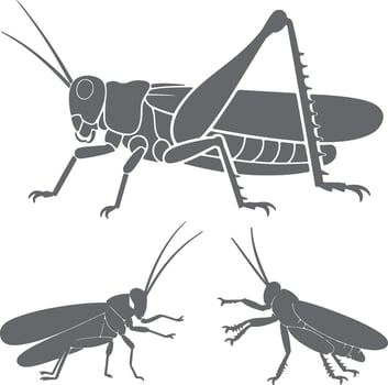 Three Gray Grasshopper Silhouettes Detailed Illustrations Large Insect Side Profile View Small Insects Bottom View vector