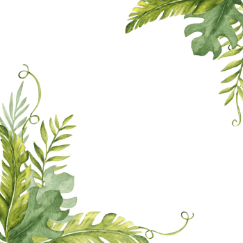 Tropical Leaves square Frame. Eucalyptus, Monstera and Banana Palm with Liana. Card template. Hand drawn watercolor floral illustration. Ideal for greeting cards and invitations. png