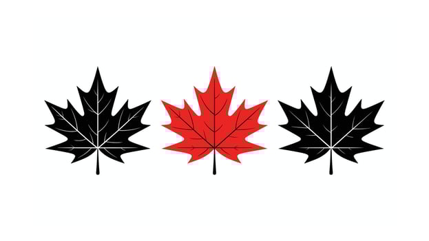 Three Stylized Maple Leaves Two Black, One Red, on White Background vector