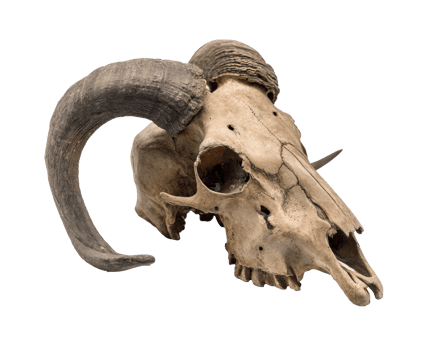 Unique ram skull with prominent horns for rustic decoration png