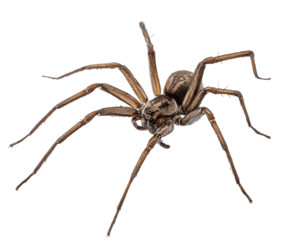 Brown spider crawling on a surface showing intricate leg details png