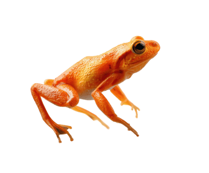 Bright orange frog sitting on a surface in natural habitat png