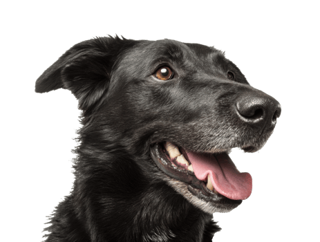 Black dog with joyful expression at playful moment in studio png
