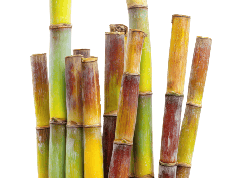 Colorful sugar cane stalks arranged naturally for agricultural display png