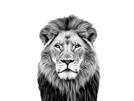 Black and white portrait of a majestic lion on white png