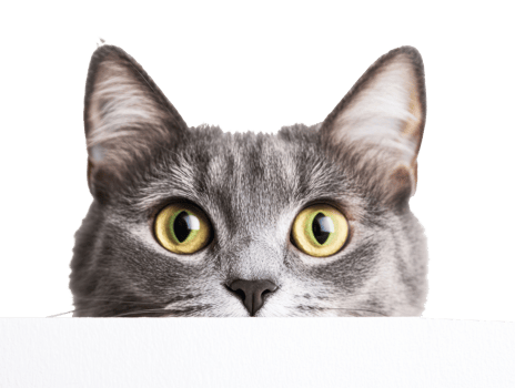 Cat peeking over a white surface with curious expression png