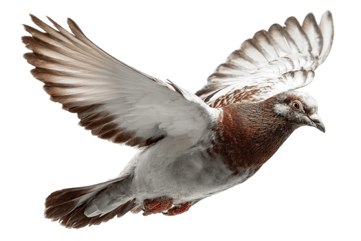 A white and brown pigeon flying in the air png