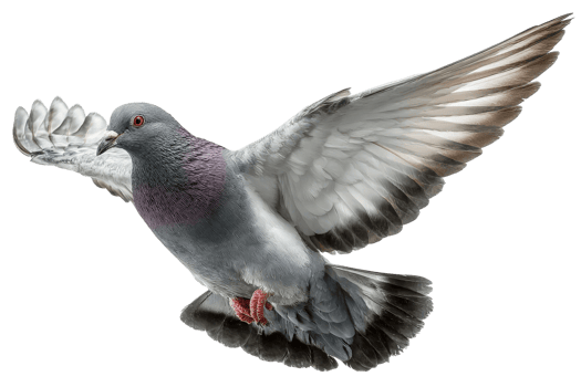 A pigeon flying in the air with its wings spread png