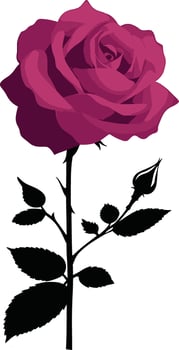 Elegant magenta rose with black silhouette leaves and stem vector