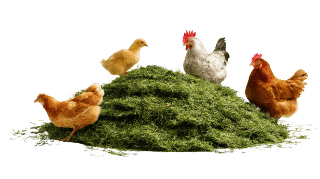 Chickens and chick standing on pile of grass clippings with transparent background png