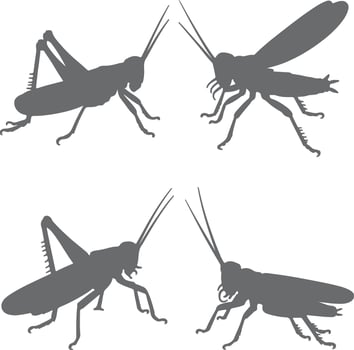 Four Gray Grasshopper Silhouettes Facing Each Other in Pairs on White Background Detailed Insect Illustration vector