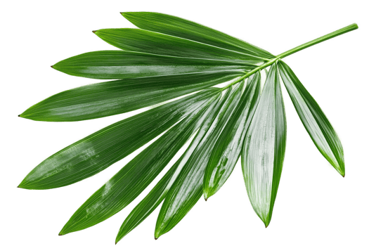 Green leaves isolated on transparent background png