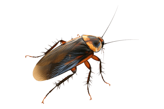 Cockroach isolated on transparent background png