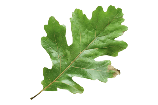 Oak leaf isolated on transparent background png