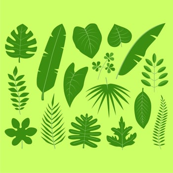 tropical leaves collection vector