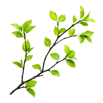 Fresh Spring Branch with New Growth png