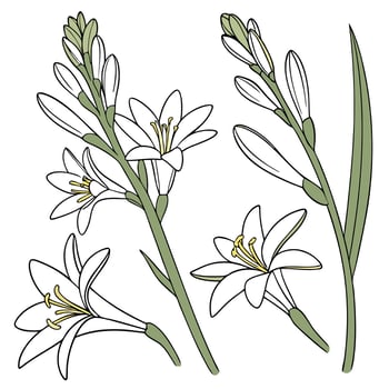 Collection set of Tuberose Flower In different perspectives vector