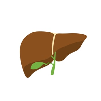 Human liver icon. Gallbladder. Illustration of human internal organ on white background. vector