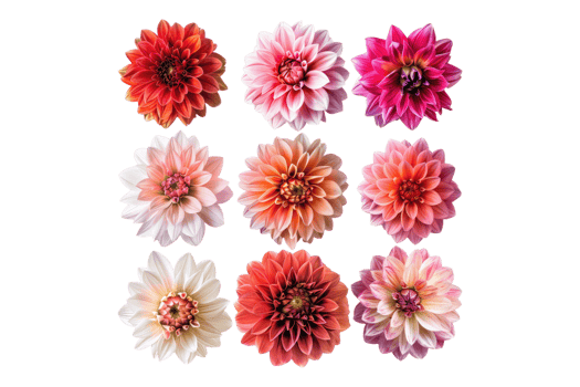 Beautiful Dehlia flower set isolated on transparent back ground png