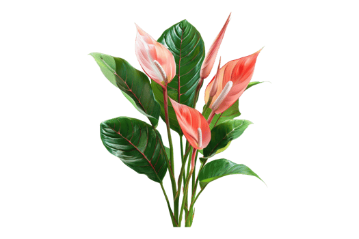 Botanical beauty isolated on transparent background png