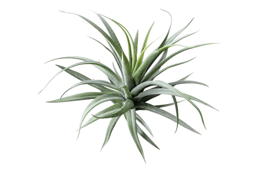 Air plant tillandsai isolated on transparent back ground png