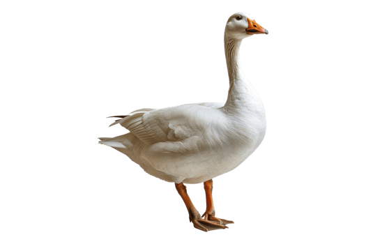 White domestic goose isolated on transparent background png