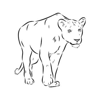 predatory beast lion black and white drawing vector