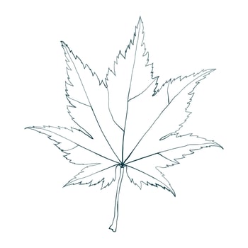 Hand-drawn maple leaf line contour isolated on white background. Flat line style illustration. vector