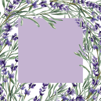 Violet filed flowers banner template with lavender branches and leaves watercolor illustration. Hand drawn romantic frame with aromatic floral elements for label, invitation, product packing design png